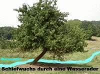 Baum Wasserader